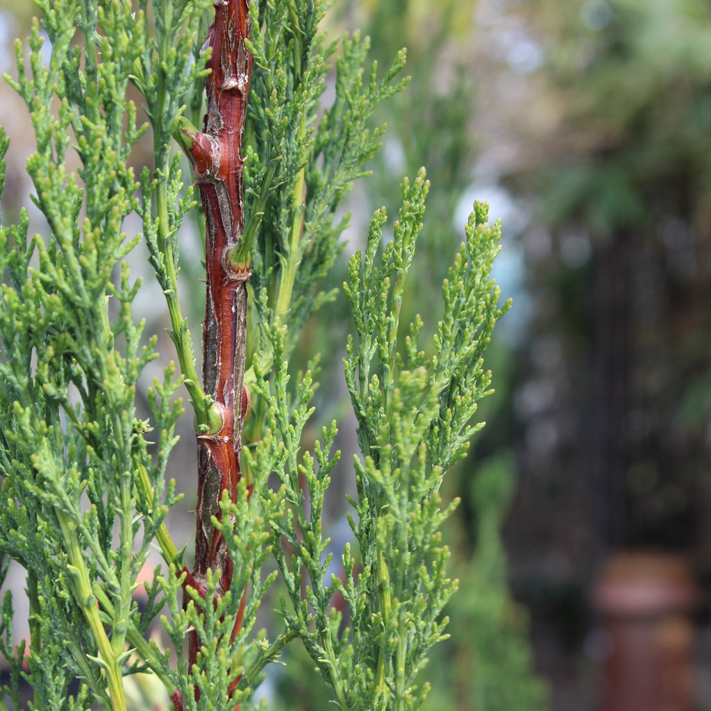 Cupressus Green Arrow Image