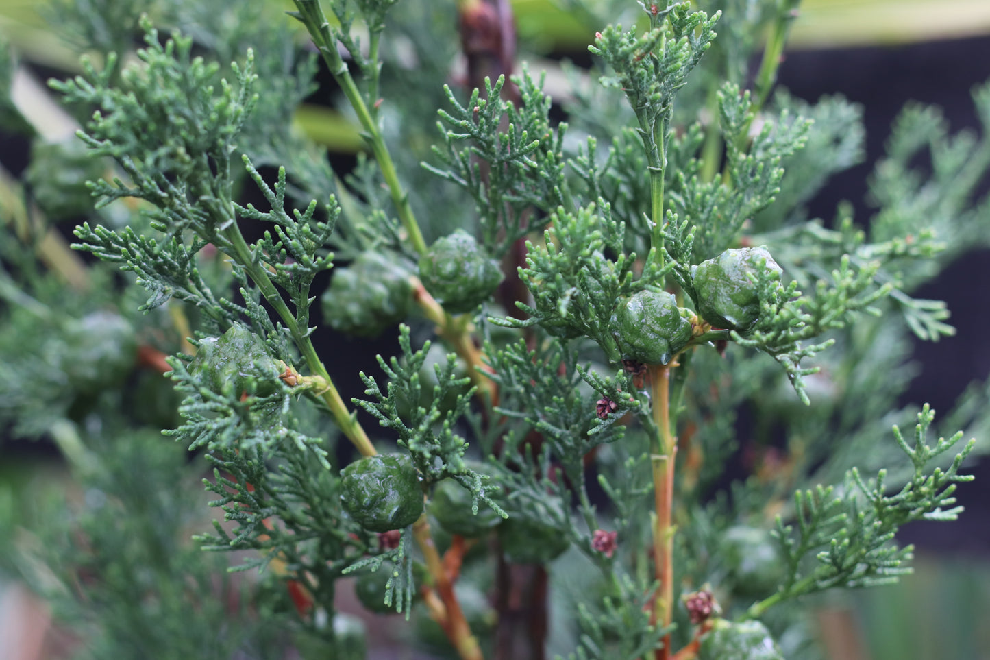 Cupressus Green Arrow 2