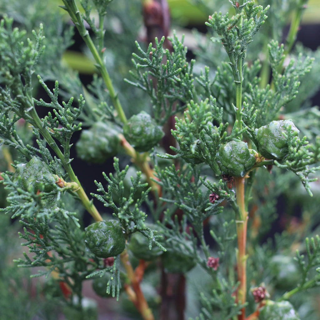 Cupressus Green Arrow Image
