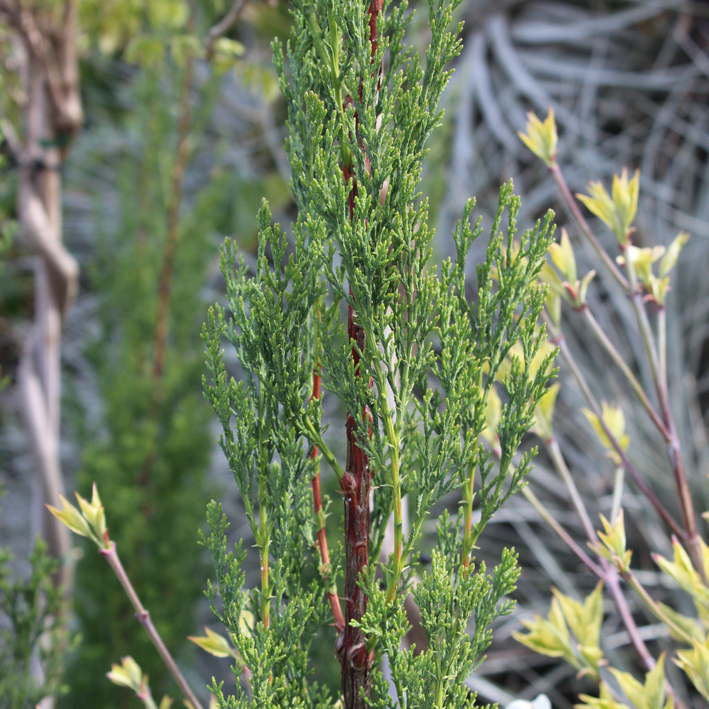 Cupressus Green Arrow Image