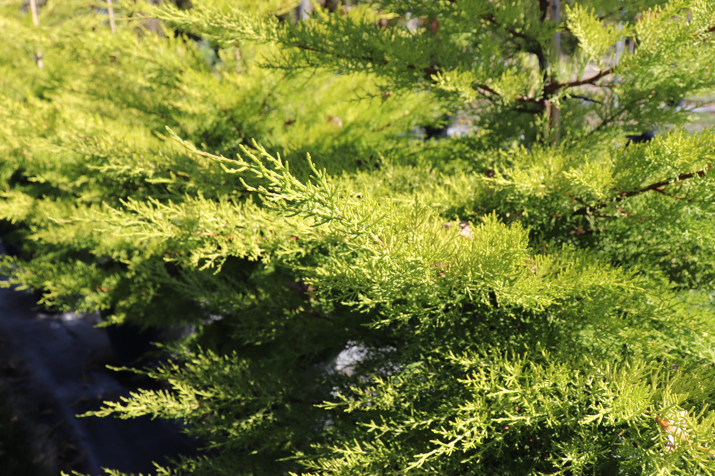 Cupressus macrocarpa Fine Gold