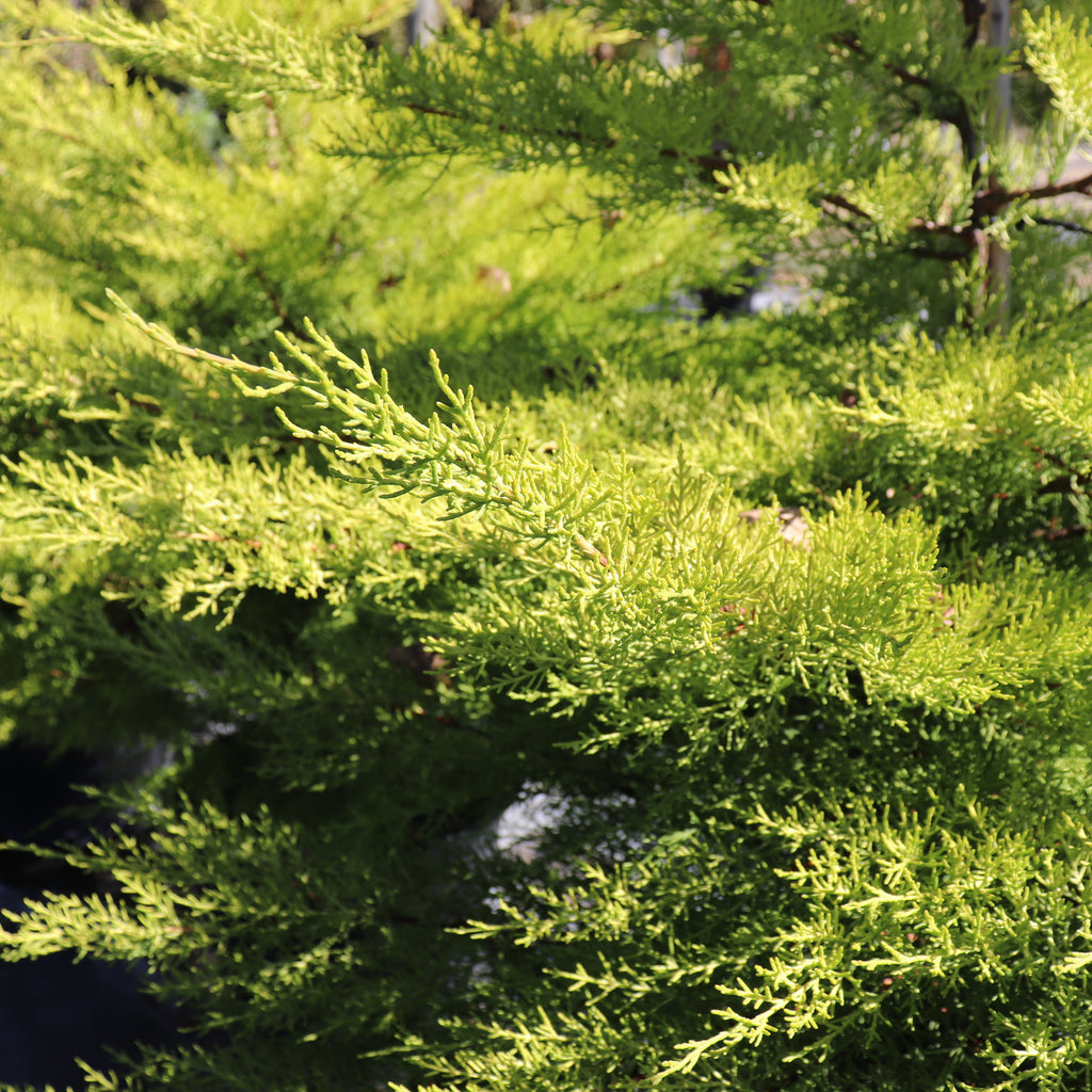 Cupressus macrocarpa Fine Gold Image