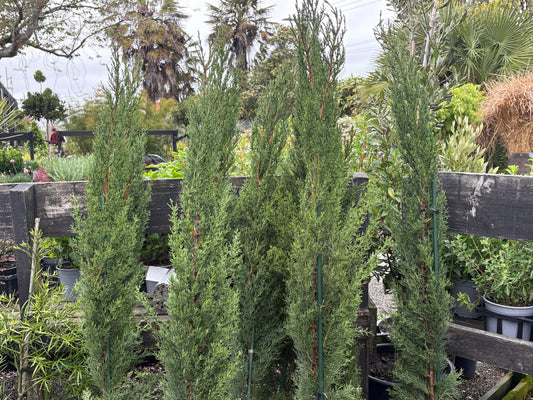 Cupressus sempervirens Glauca