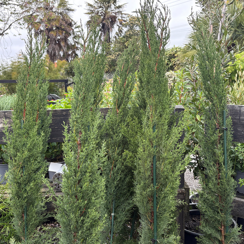 Cupressus sempervirens Glauca Image