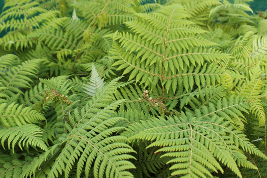 Cyathea dealbata