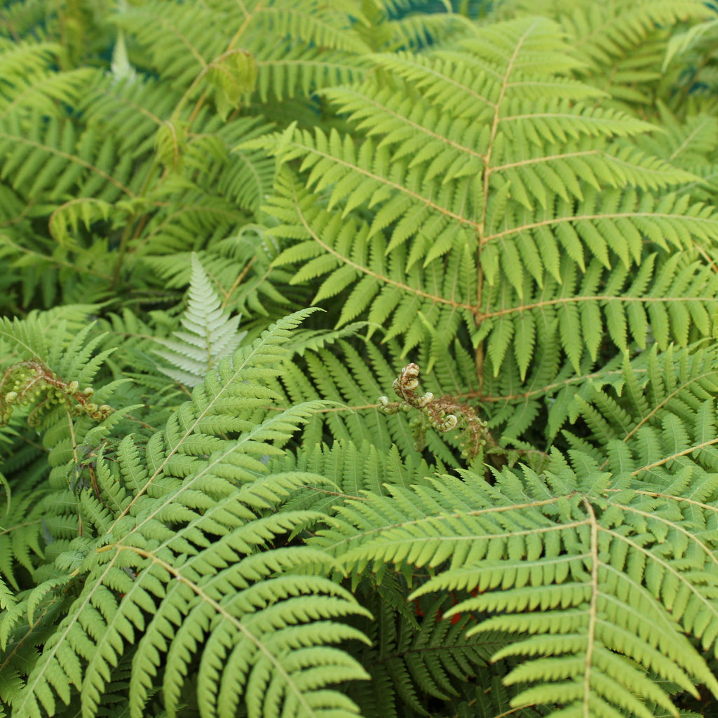 Cyathea dealbata Image