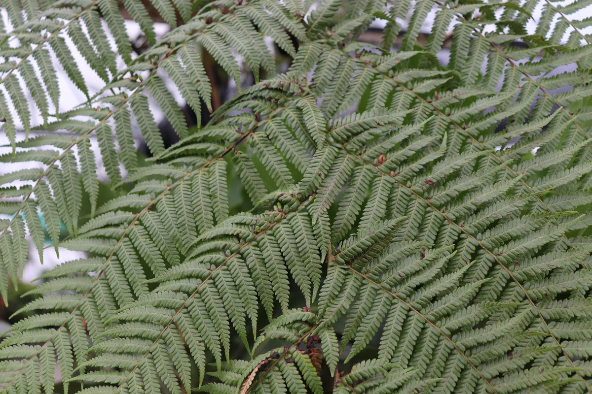 Cyathea medullaris 3