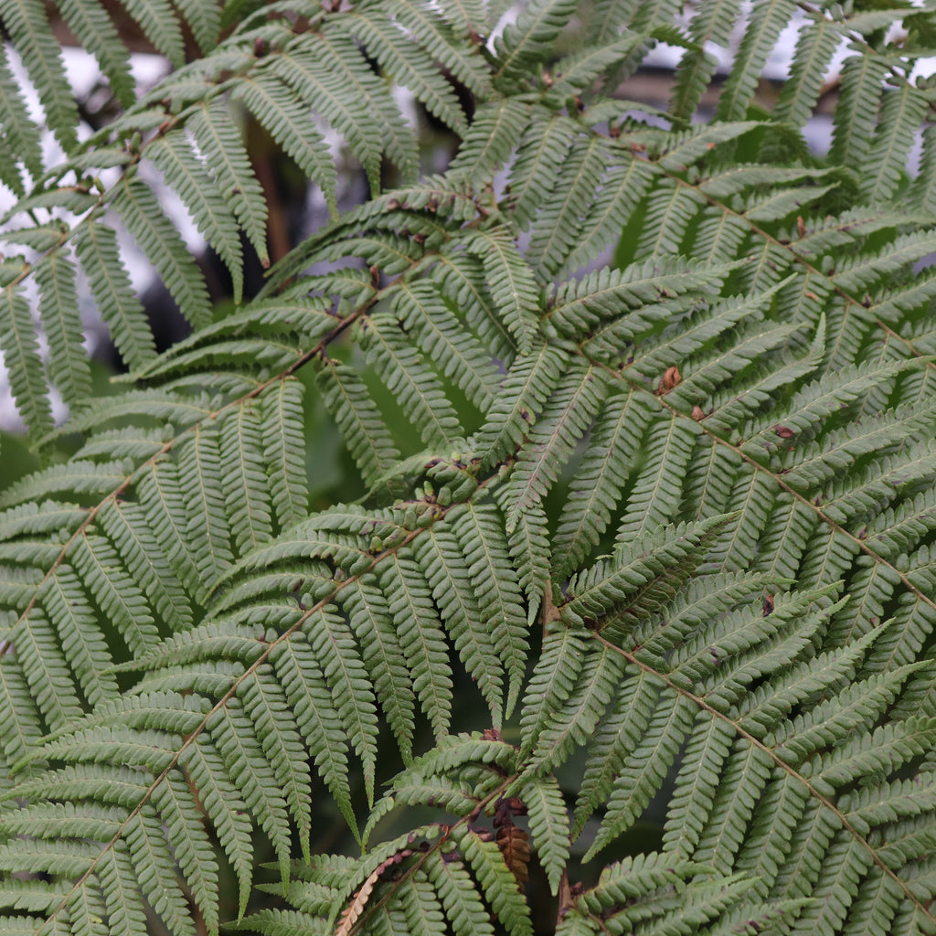 Cyathea medullaris Image