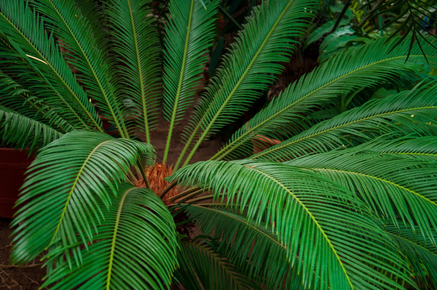 Cycas Revoluta