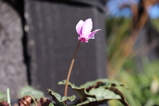 Cyclamen hederifolium