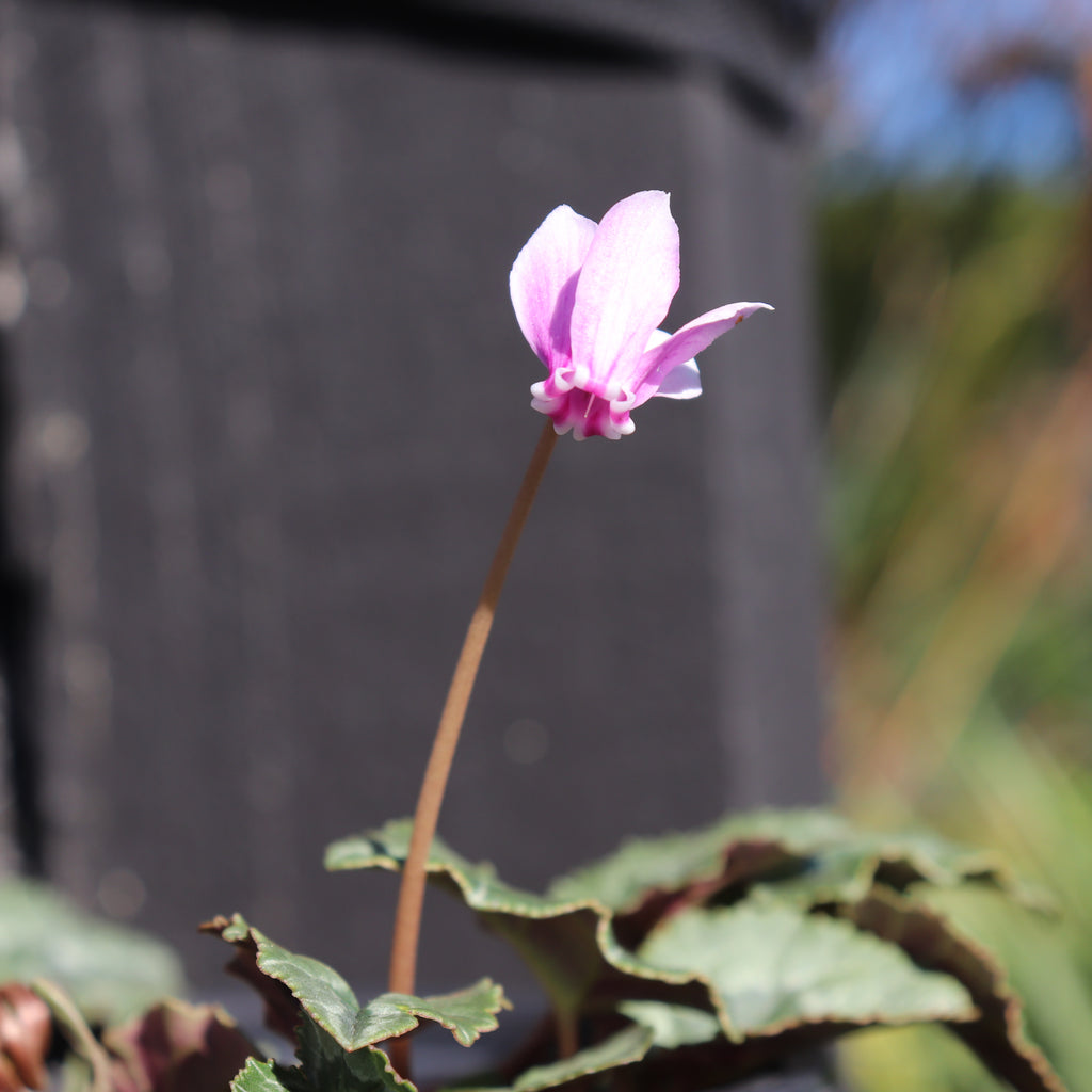 Cyclamen hederifolium Image