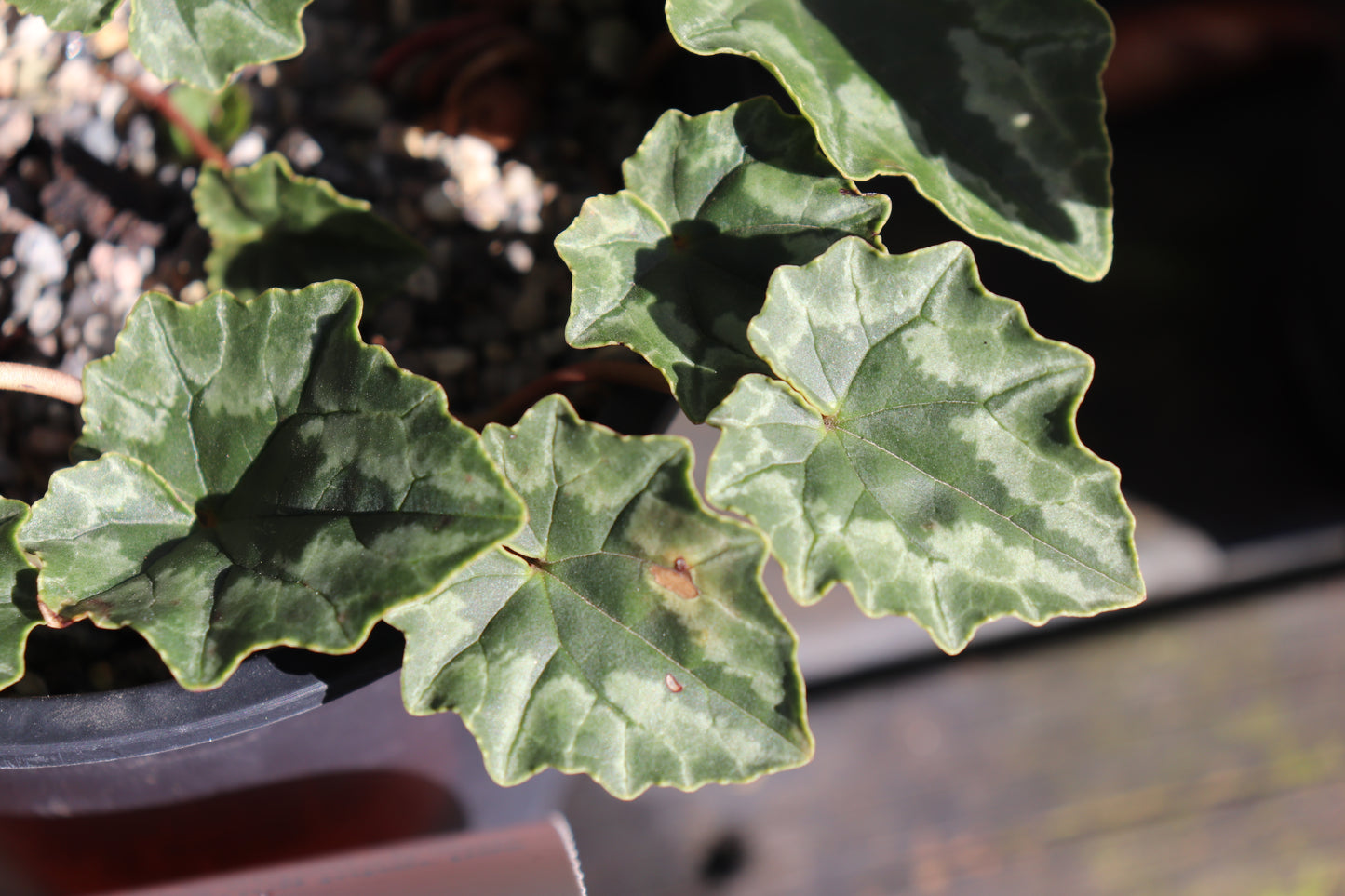 Cyclamen hederifolium 2