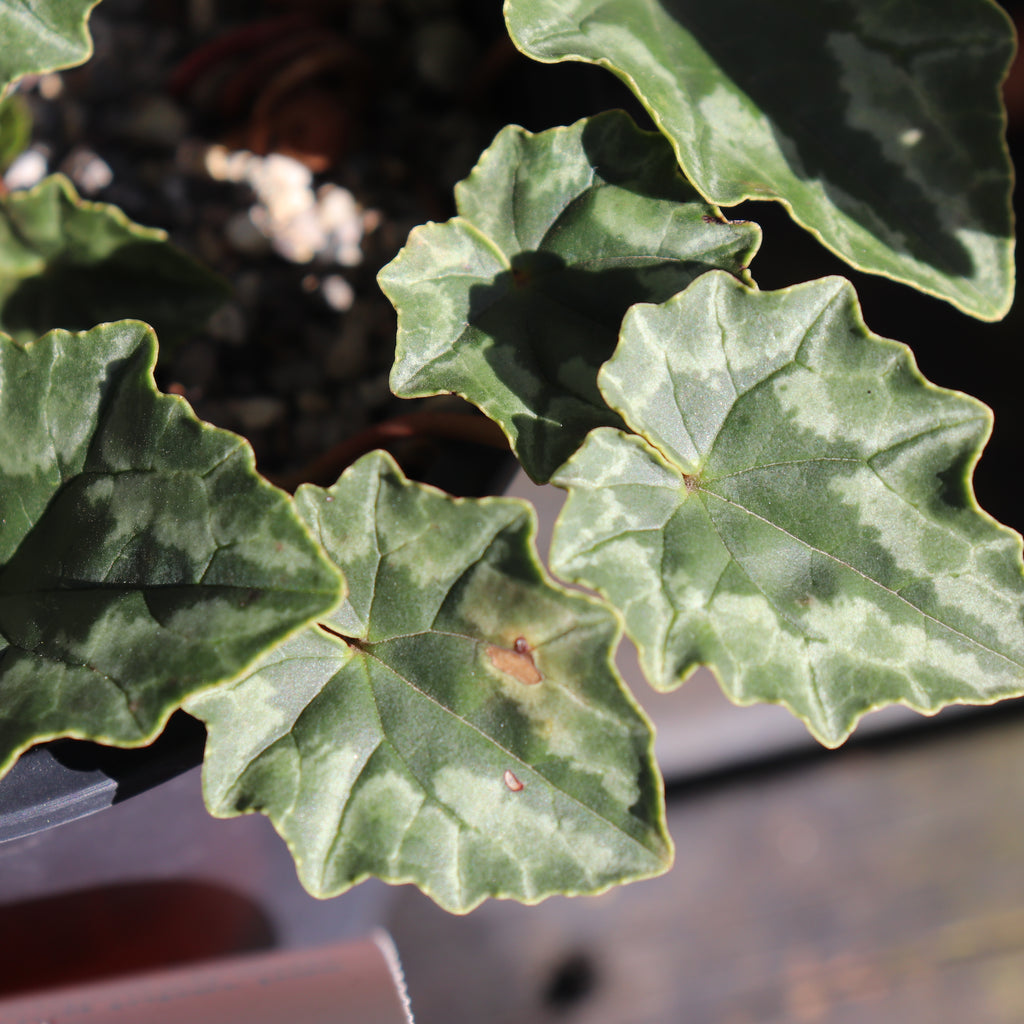 Cyclamen hederifolium Image