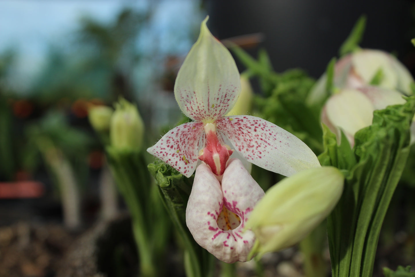 Cypripedium formosanum 2