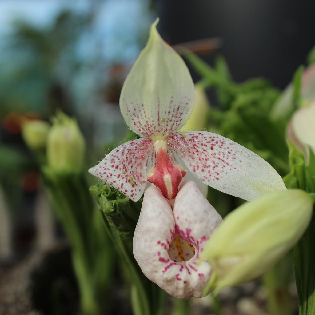 Cypripedium formosanum Image