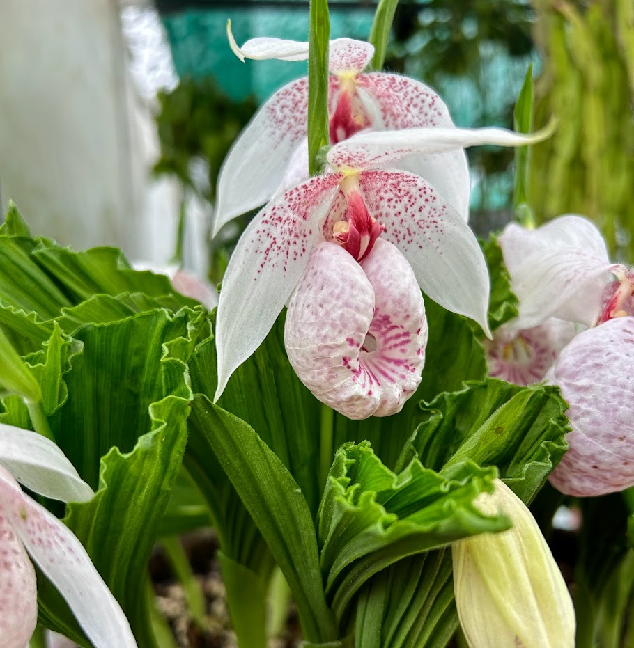 Cypripedium hybrid