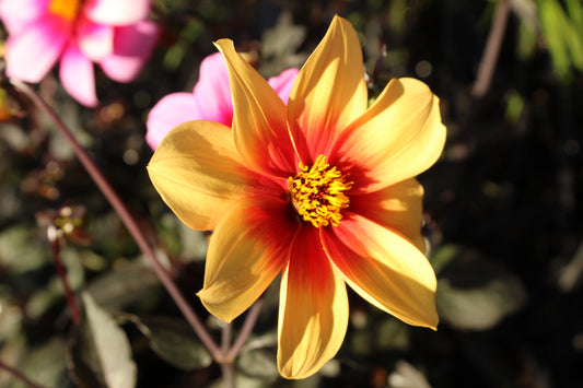 Dahlia Moonfire