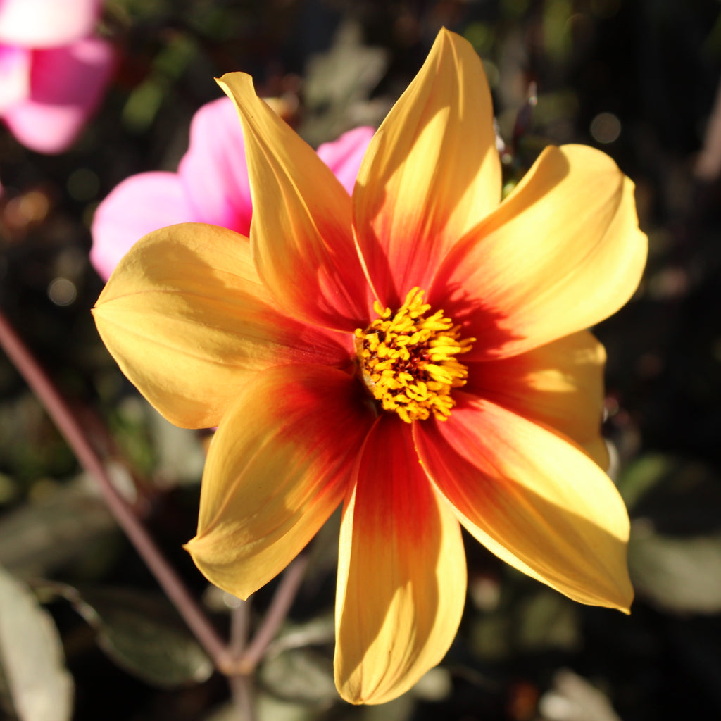 Dahlia Moonfire Image