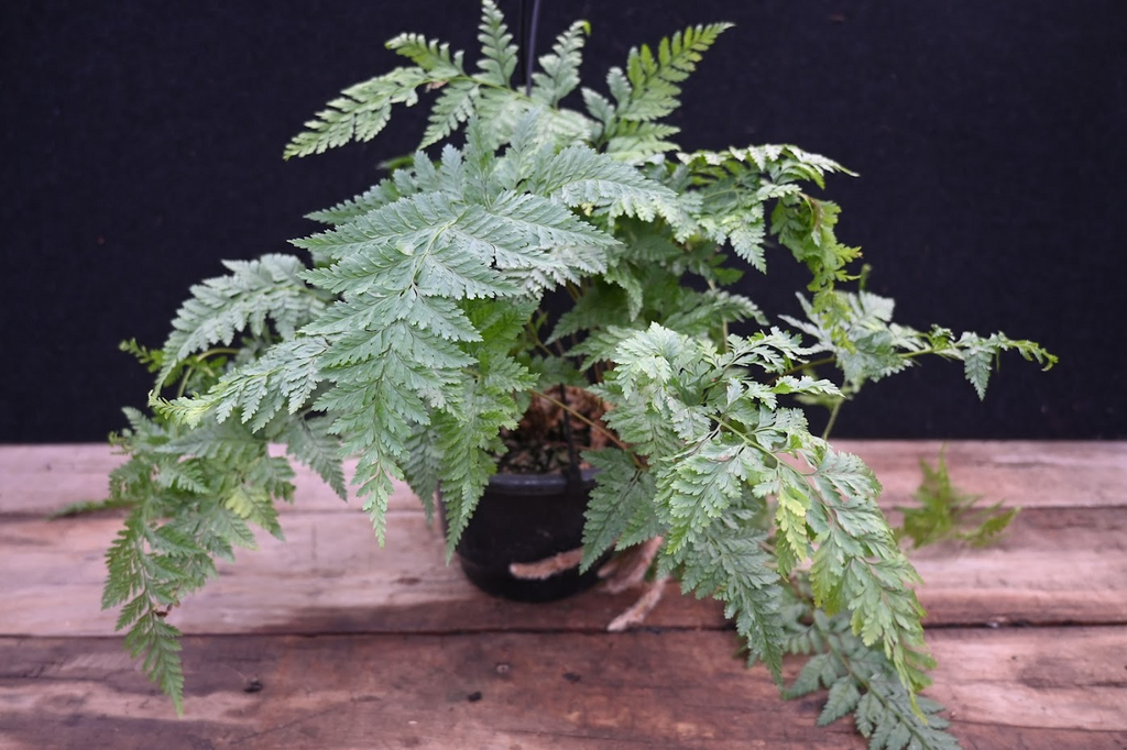 Davallia fejeensis Image