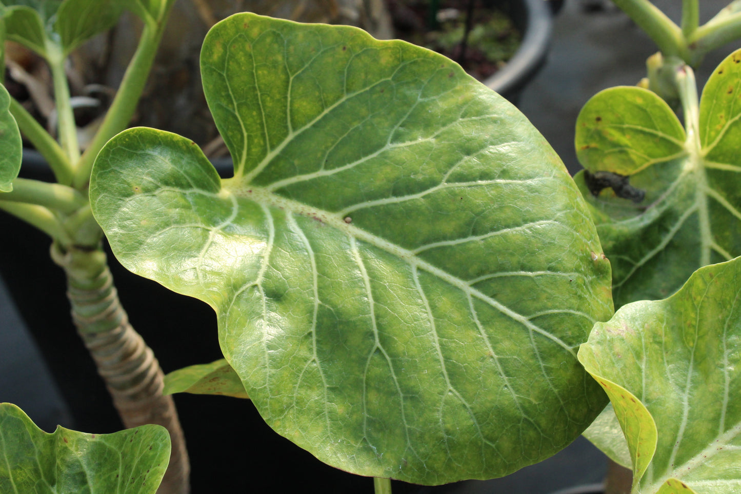 Dendroseris littoralis