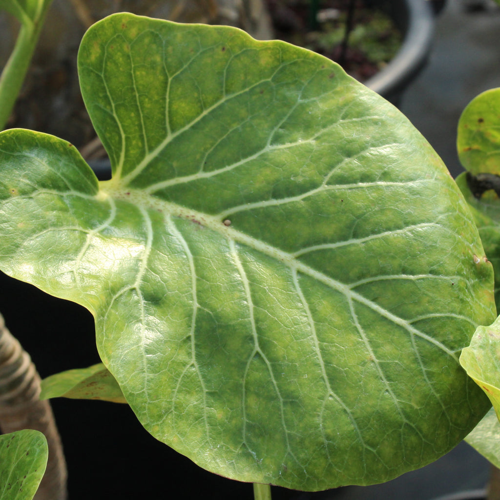 Dendroseris littoralis Image