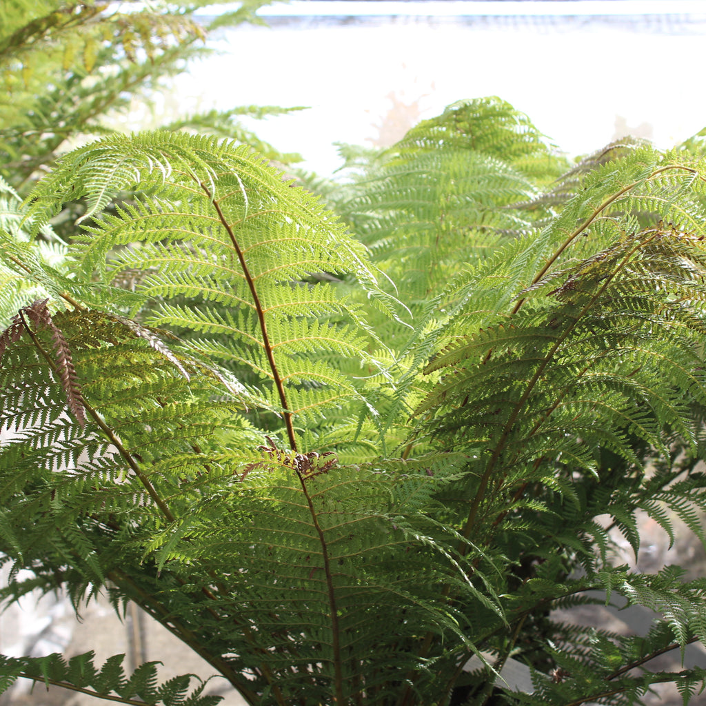 Dicksonia fibrosa Image