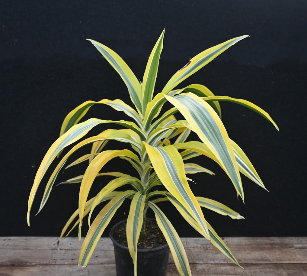 Dracaena Lemon Lime Image