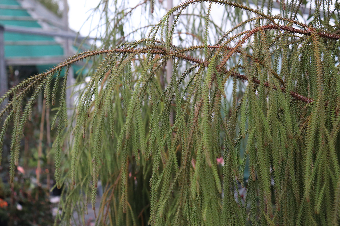 Dacrydium cupressinum 2