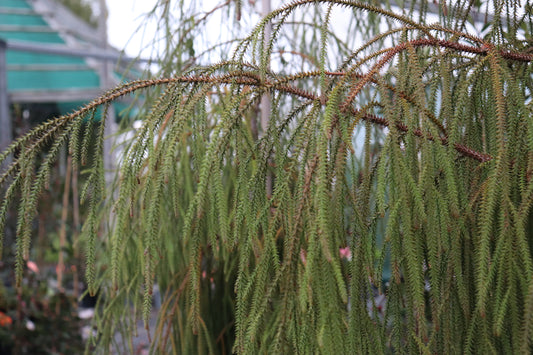 Dacrydium cupressinum 2
