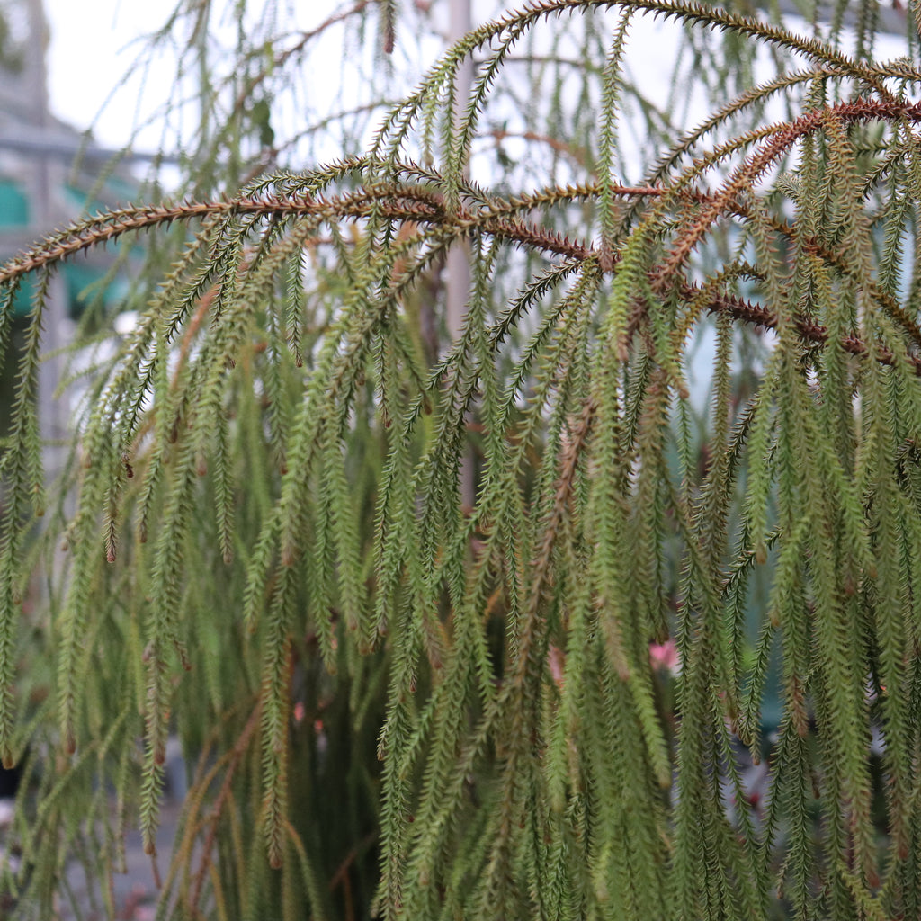 Dacrydium cupressinum Image