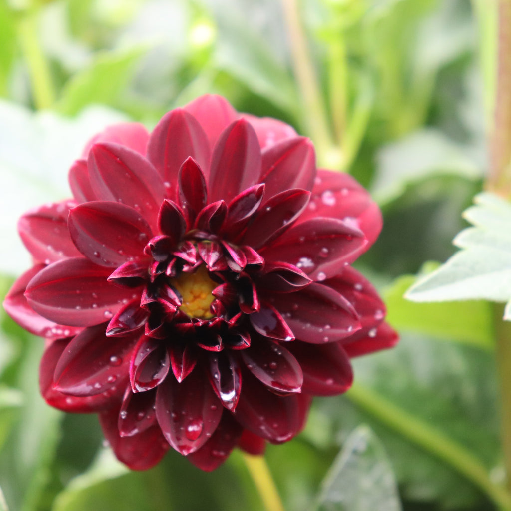 Dahlia Arabian Night Image
