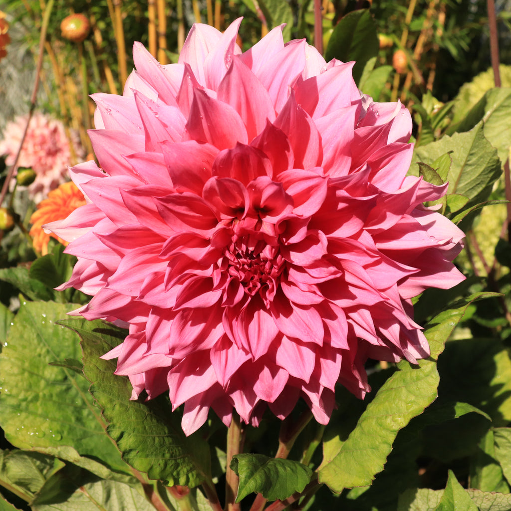 Dahlia Cafe Au Lait Rose Image