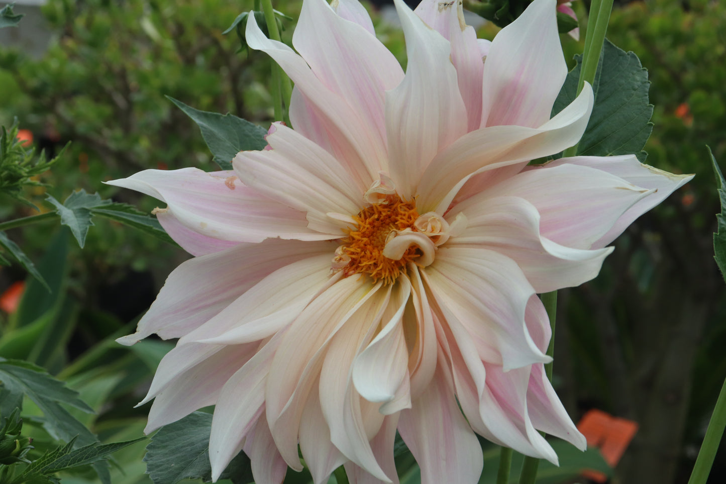 Dahlia Cafe Au Lait Twist