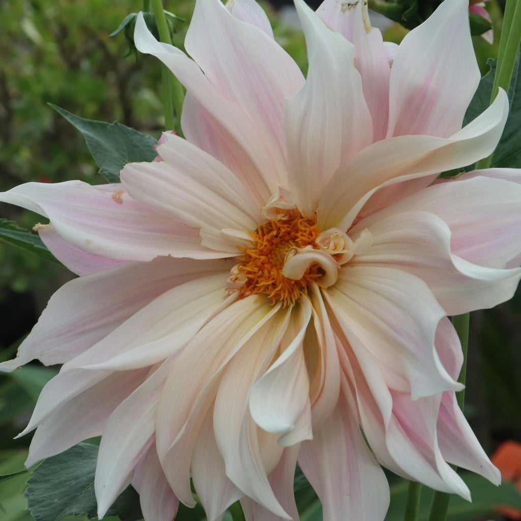 Dahlia Cafe Au Lait Twist Image