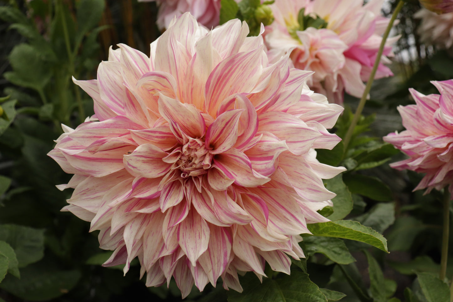 Dahlia Cafe Au Lait Twist 2