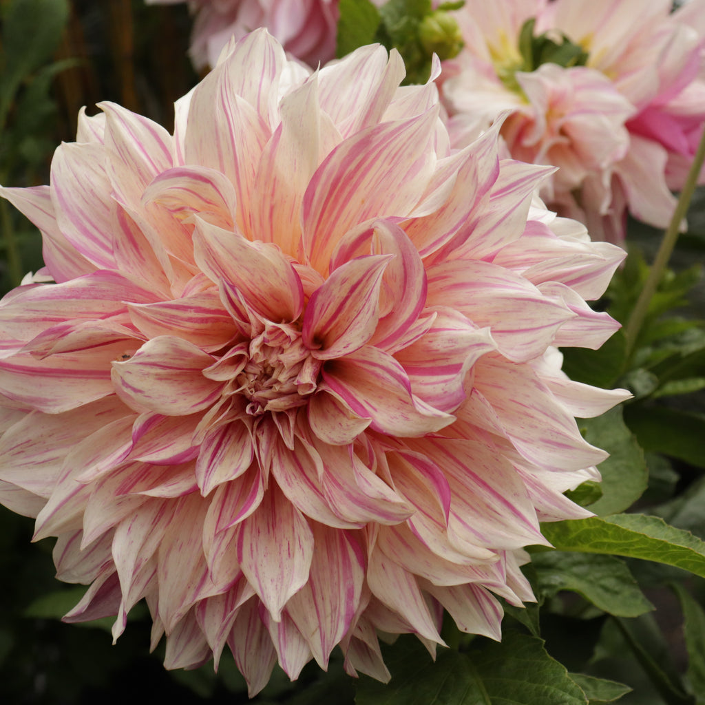 Dahlia Cafe Au Lait Twist Image