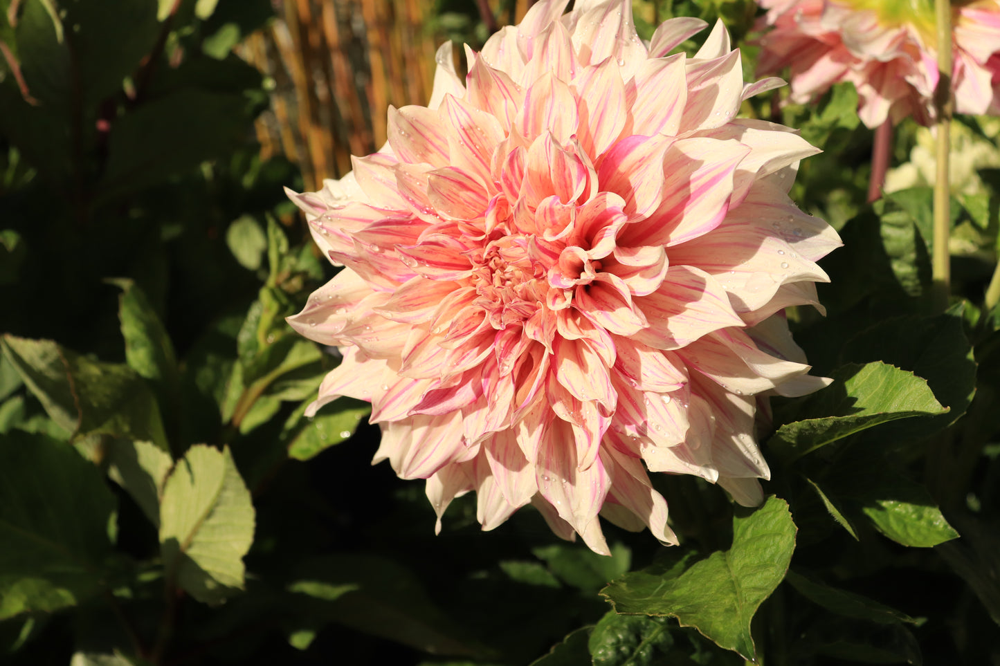 Dahlia Cafe Au Lait Twist 3