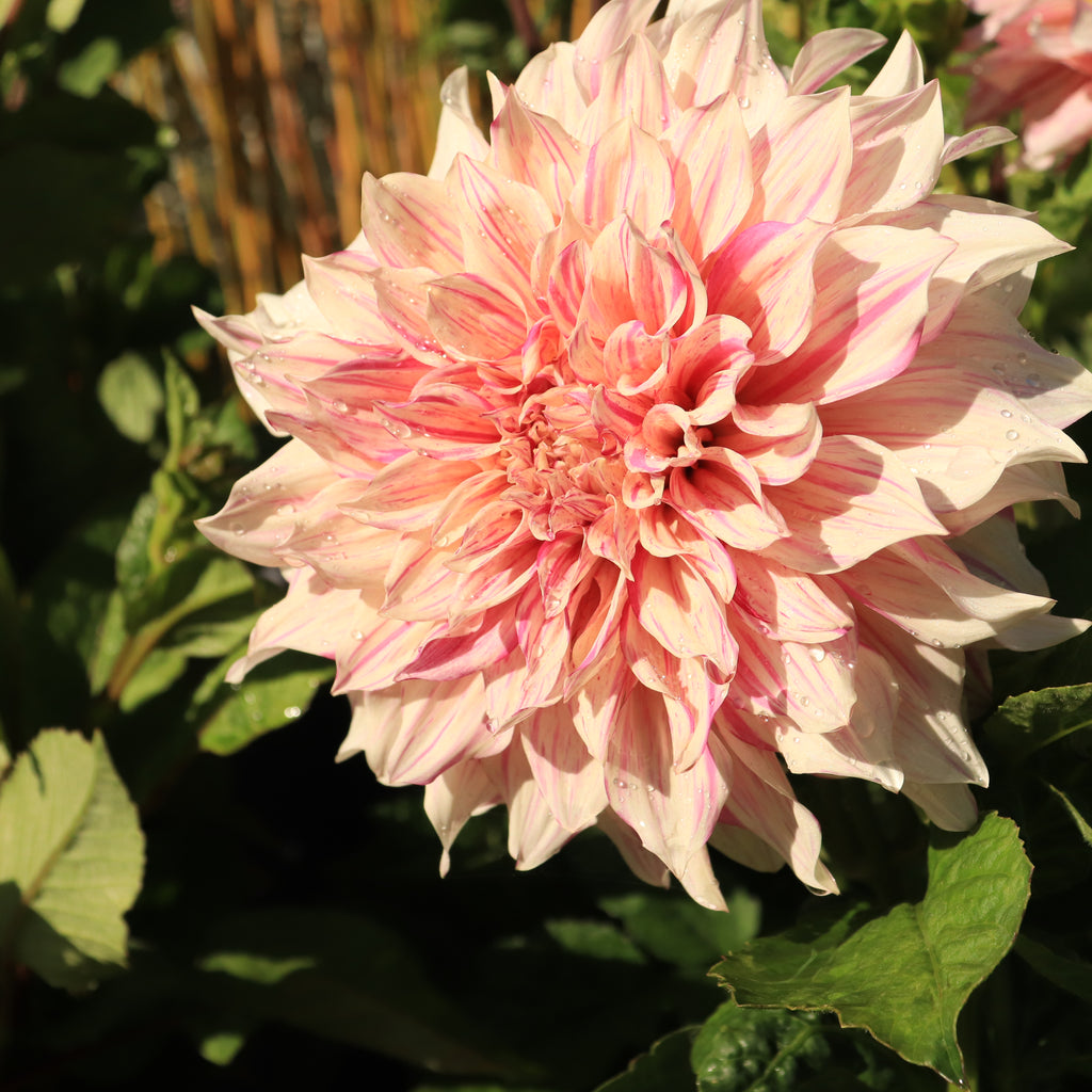 Dahlia Cafe Au Lait Twist Image