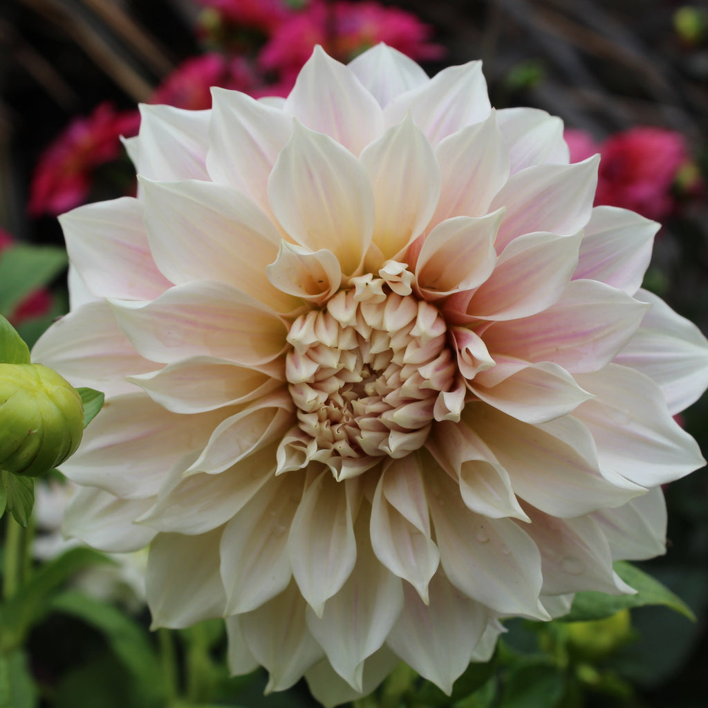 Dahlia Cafe au lait Image