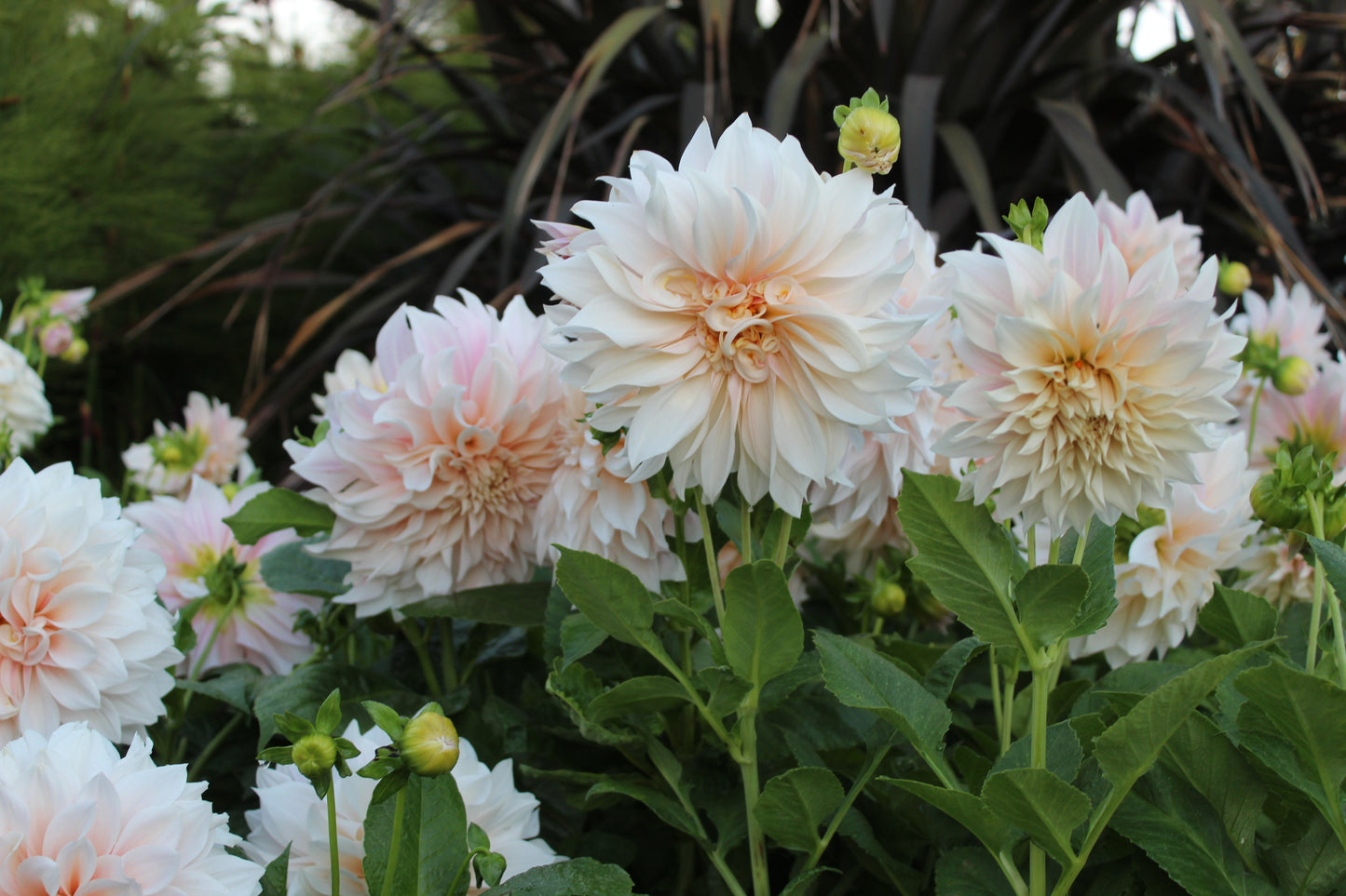Dahlia Cafe au lait 2