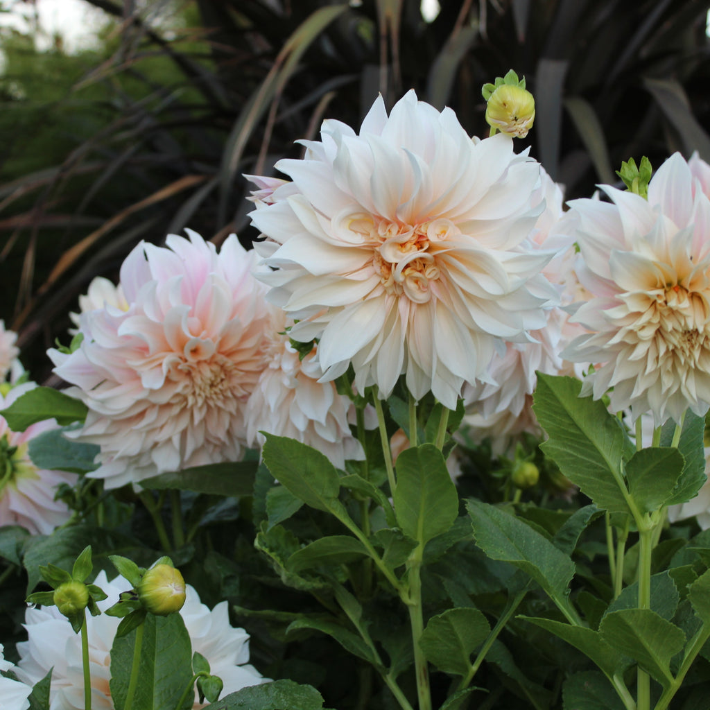 Dahlia Cafe au lait Image