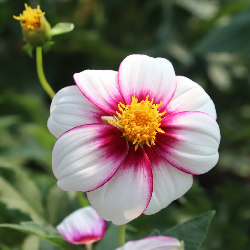 Dahlia Cupido Image