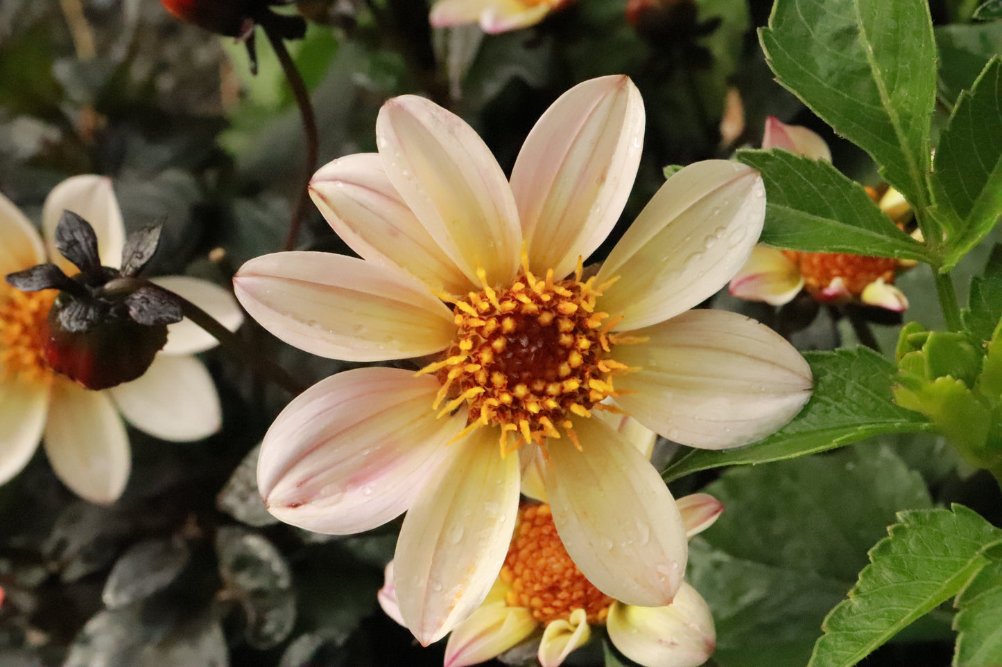 Dahlia Happy Cream