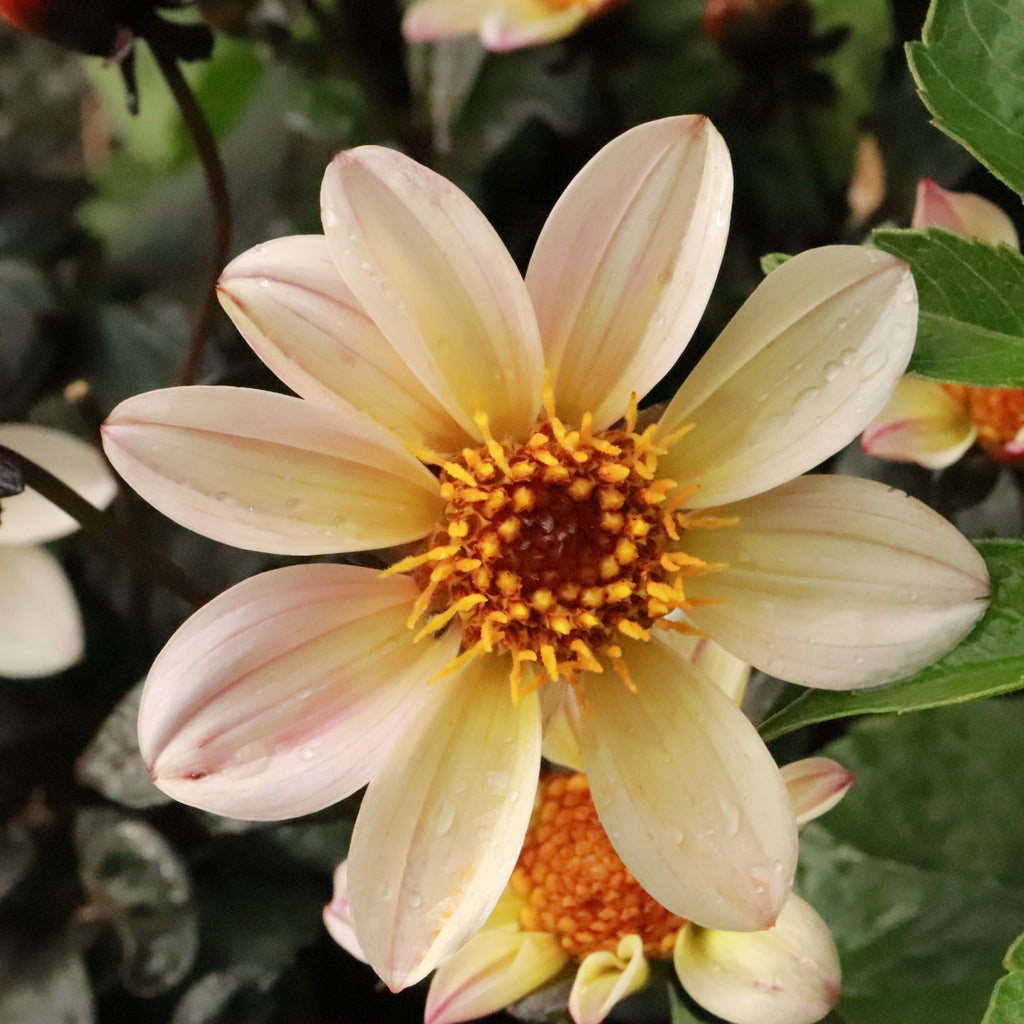 Dahlia Happy Cream Image