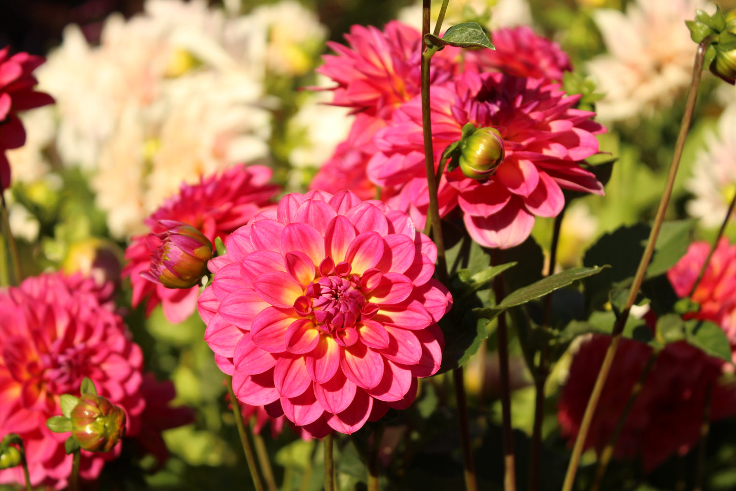 Dahlia Happy Jill