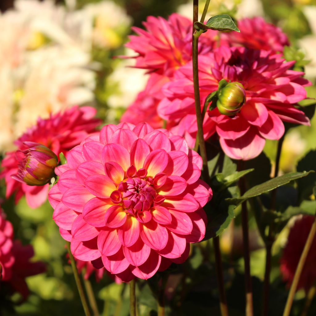 Dahlia Happy Jill Image