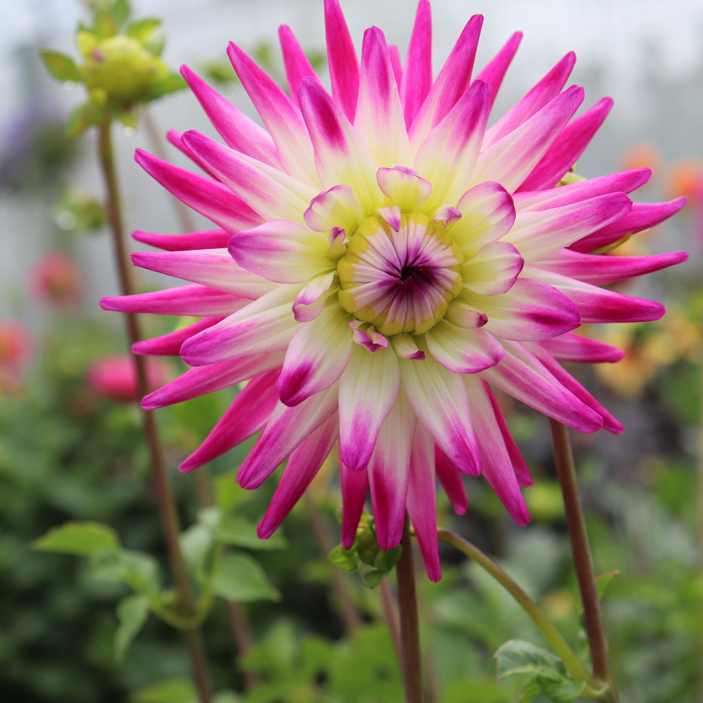 Dahlia Hayley Jane Image