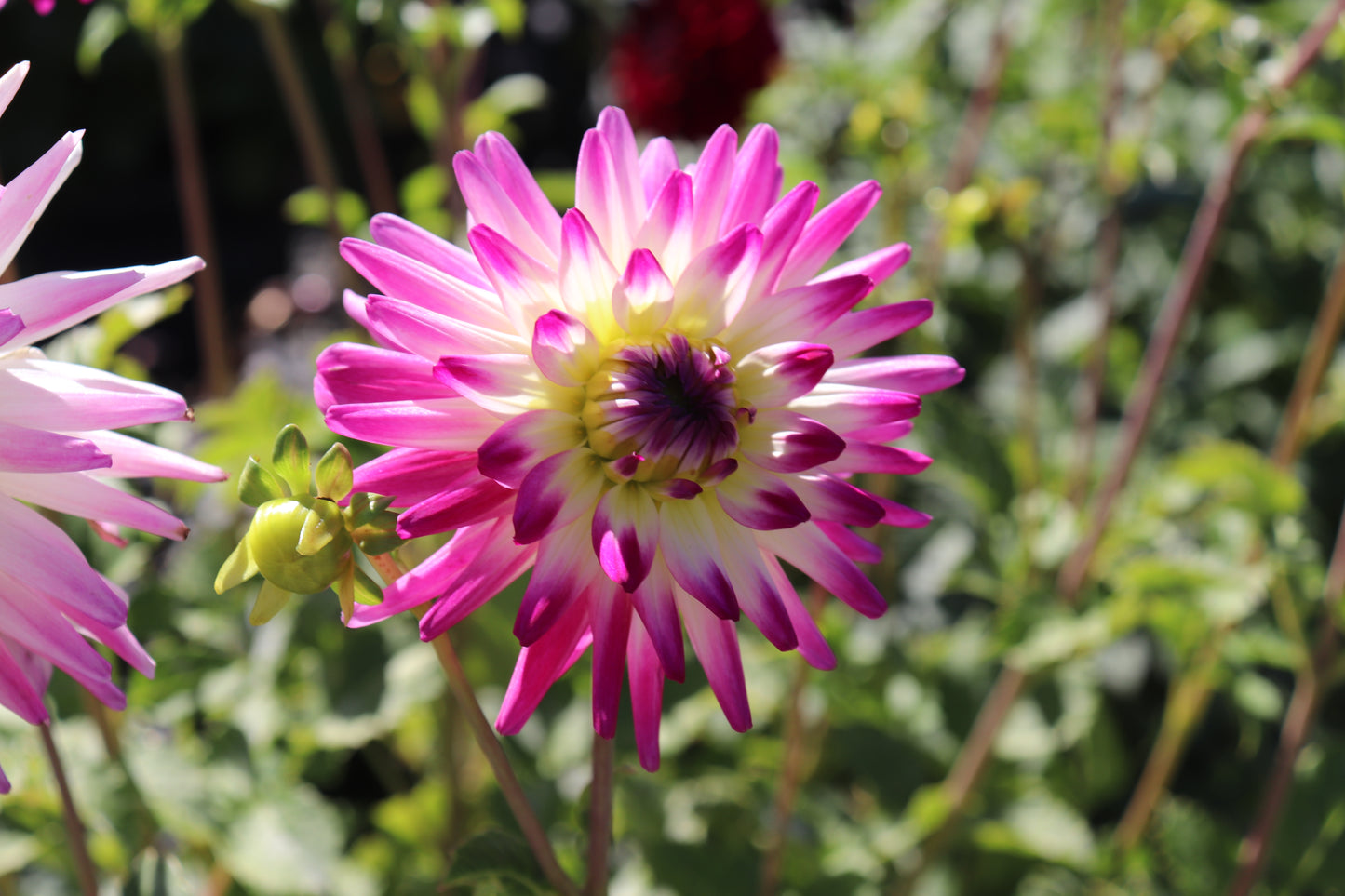 Dahlia Hayley Jane 2