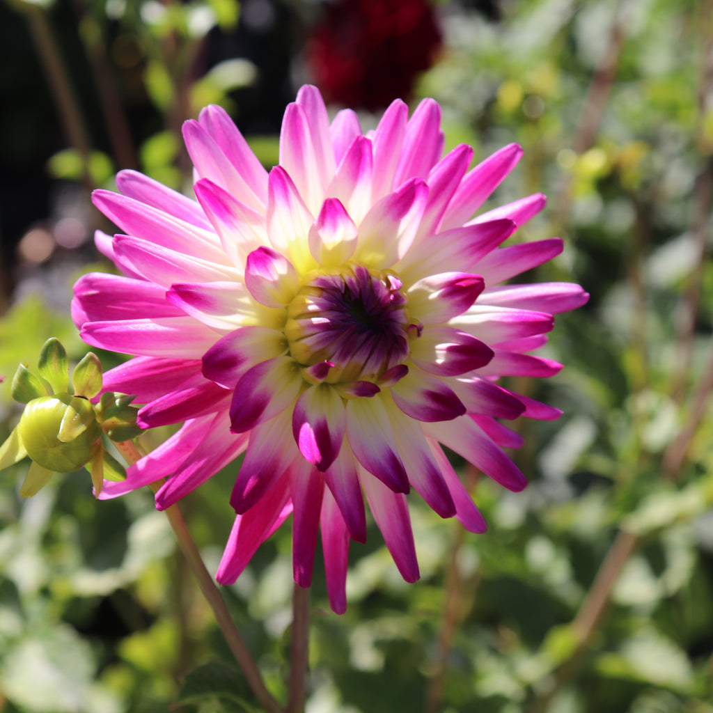 Dahlia Hayley Jane Image