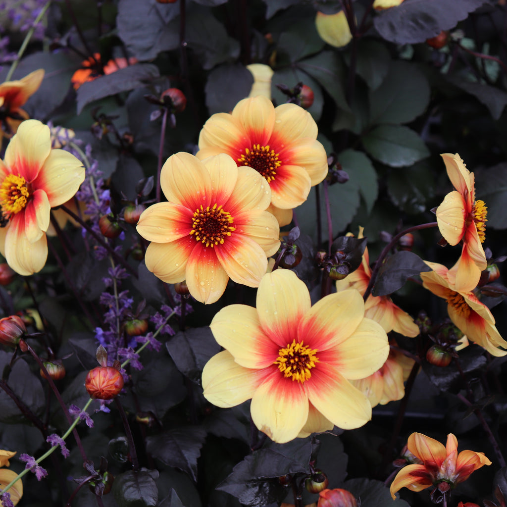 Dahlia Moonfire Image